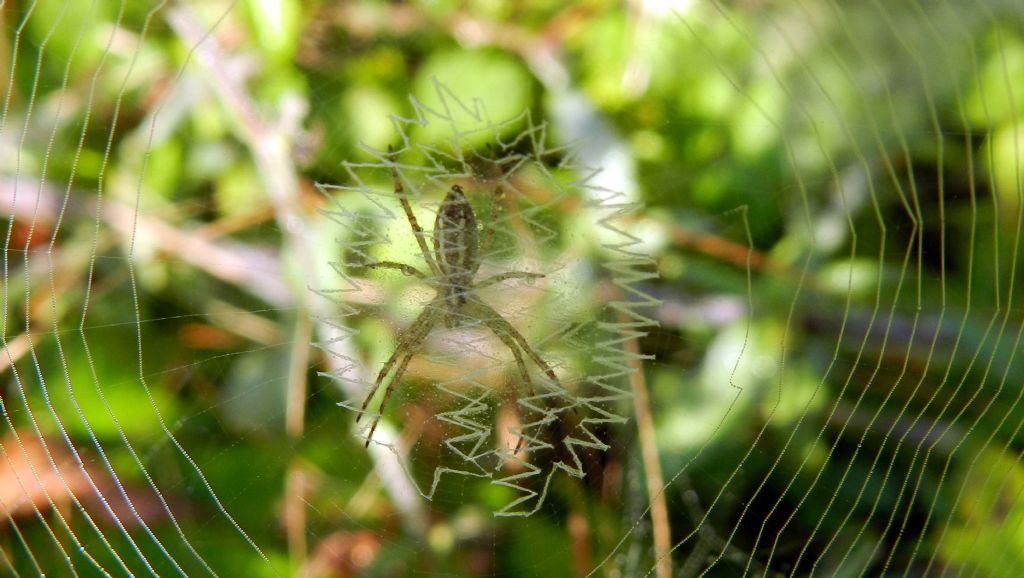 Hogna radiata e Argiope bruennichi - Capranica (VT)